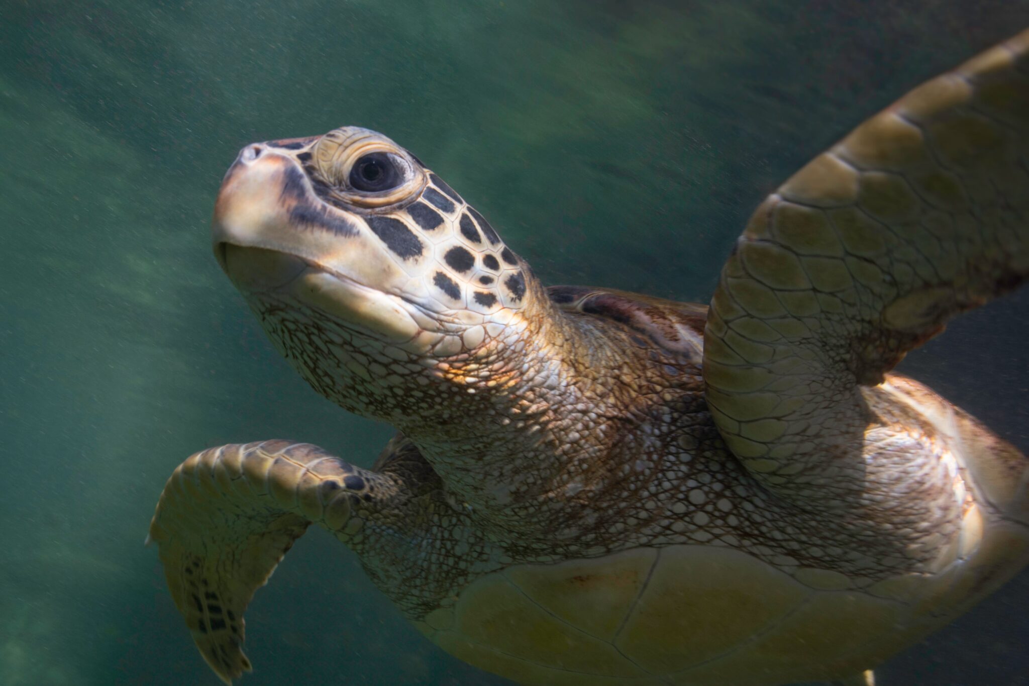 DAY TRIP TO ZANZIBAR TURTLES NATURAL AQUARIUM