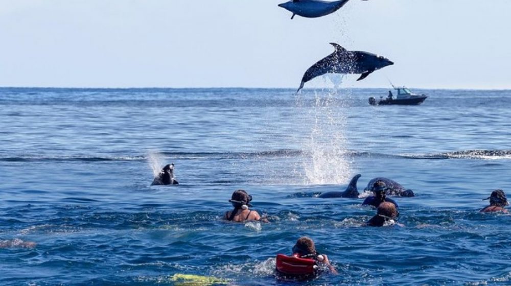 Swimming with Dolphins